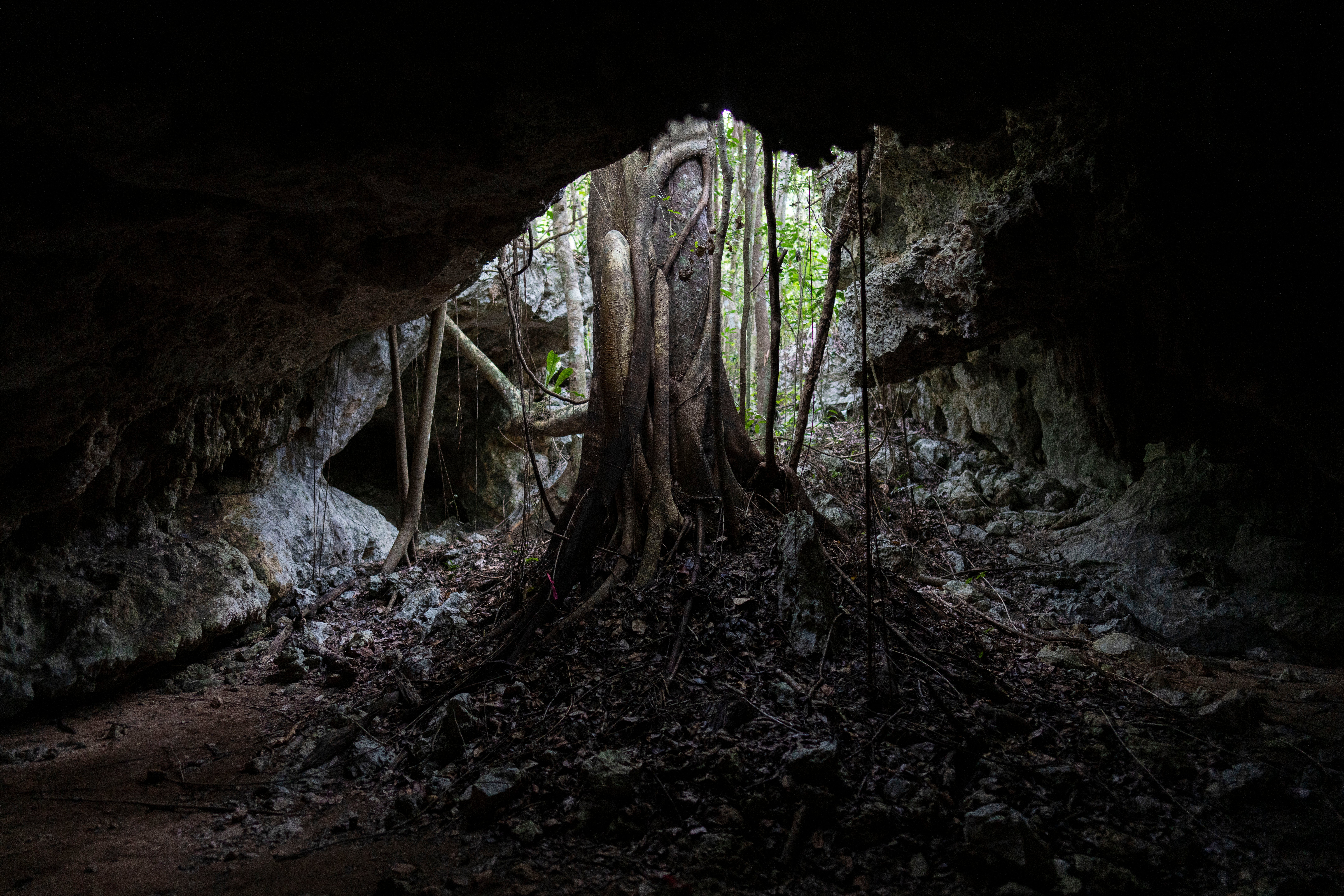 A tree protrudes from the cave system Jaguar Claw on the outskirts of Playa del Carmen