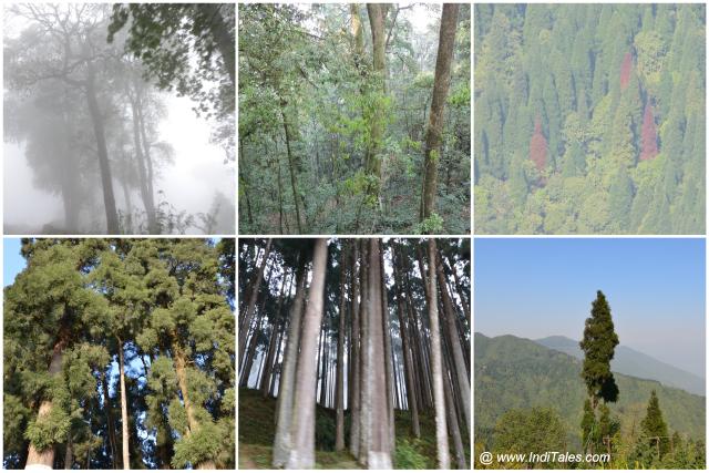 Collage of Darjeeling natural landscapes