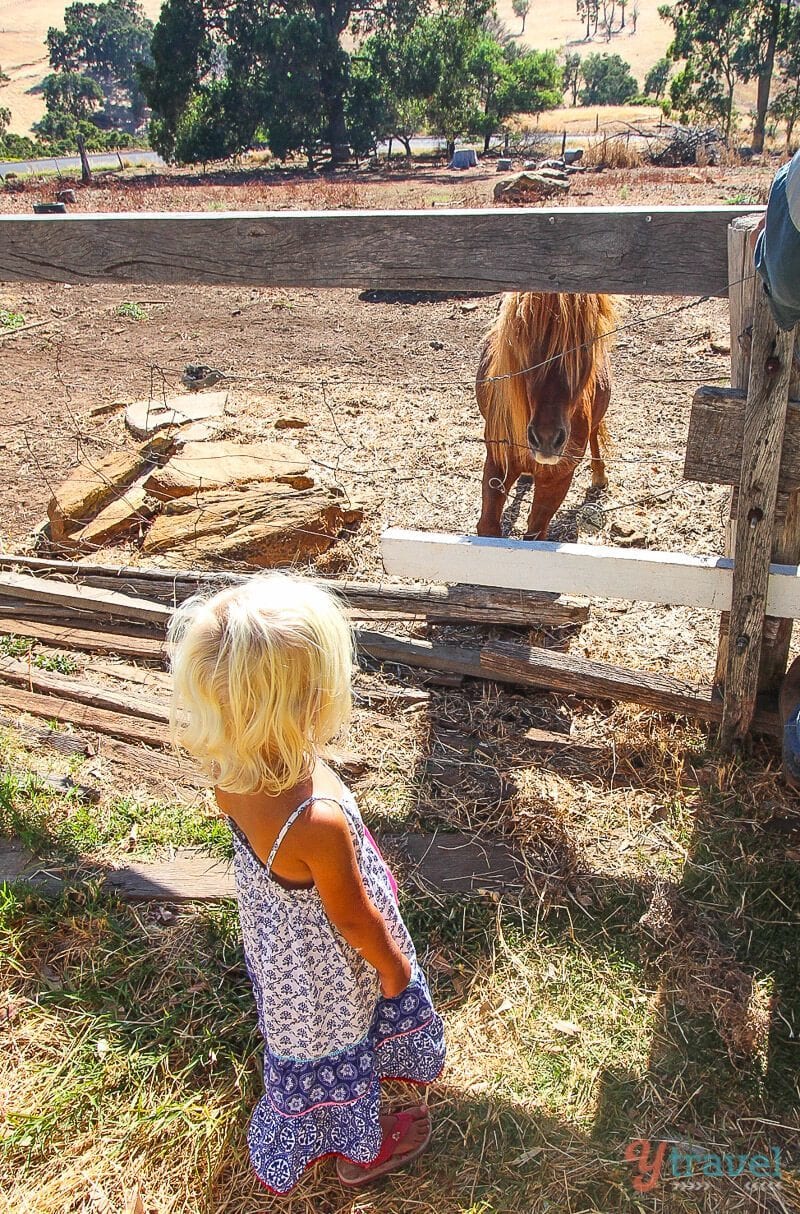 young girl looking at pony