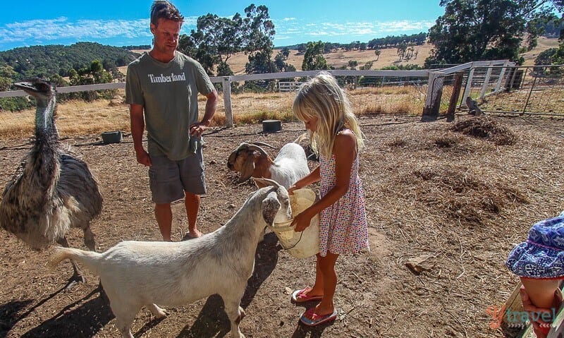 girl feeding goats on Ferguson Farmstay, Western Australia