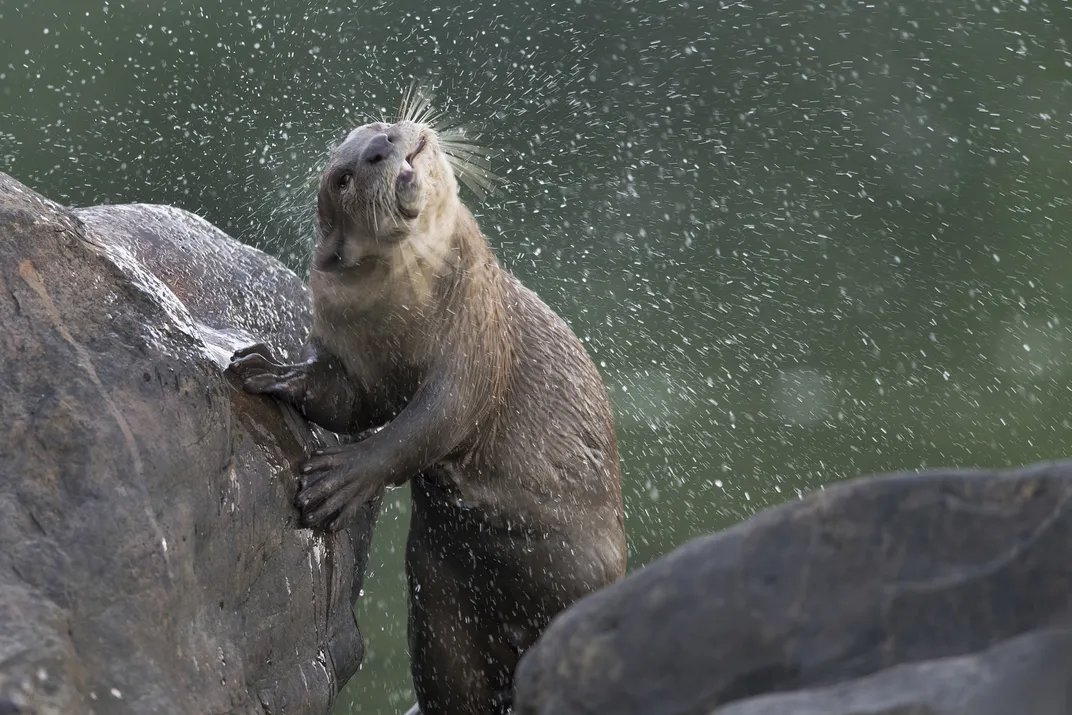 An otter creates a shower of water as it attempts to dry off.
