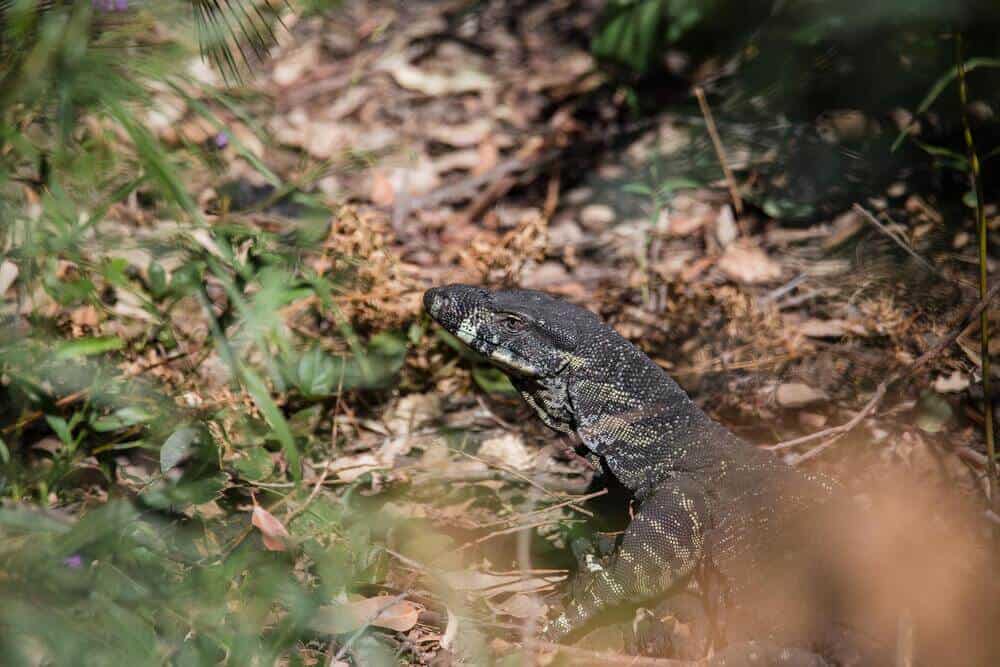 goanna at Australian Reptile Park