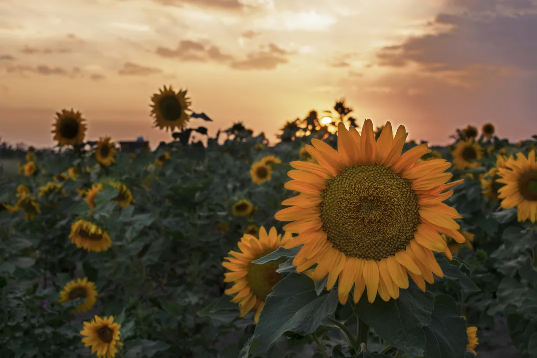 Sunflowers at Sunset