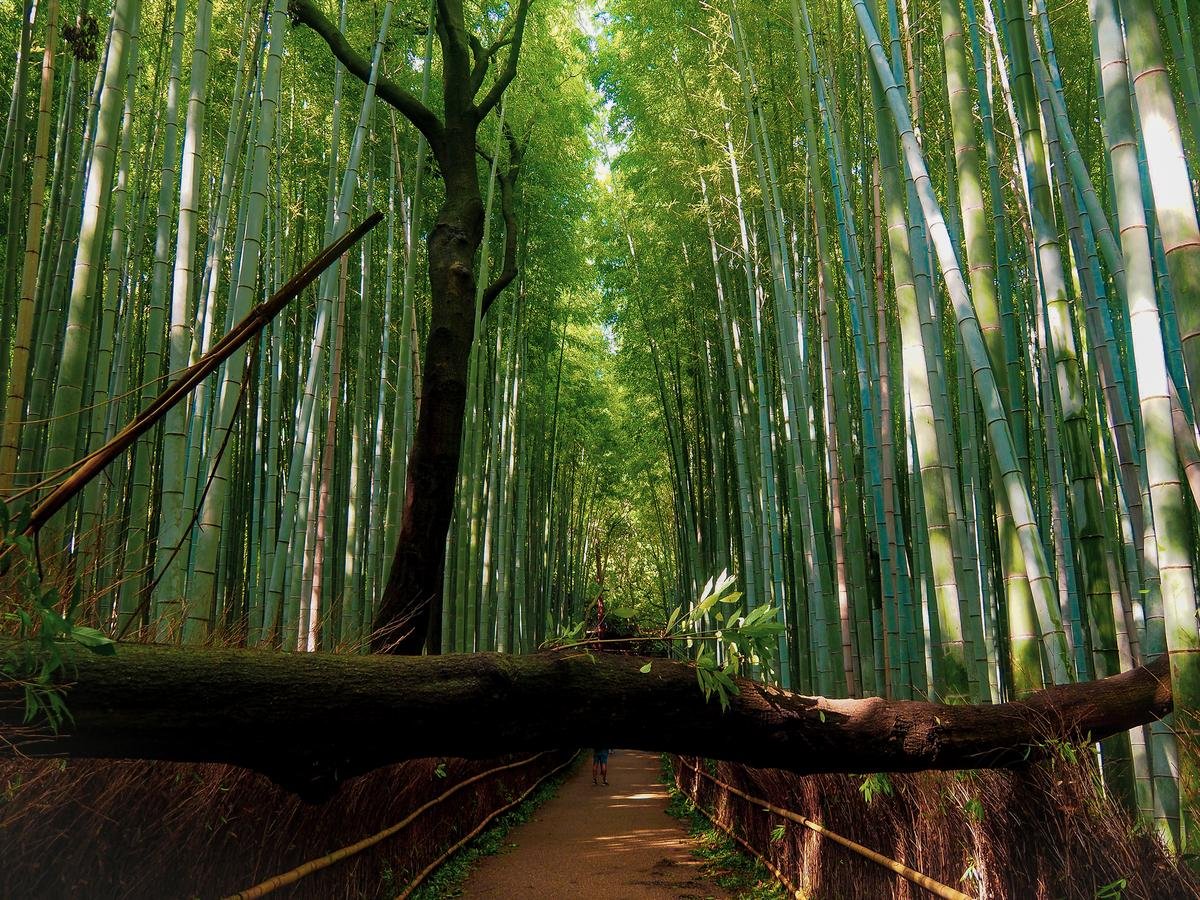 Majestic fallen tree amidst Arashiyama Bamboo Forest, Japan, enhancing its mystical allure