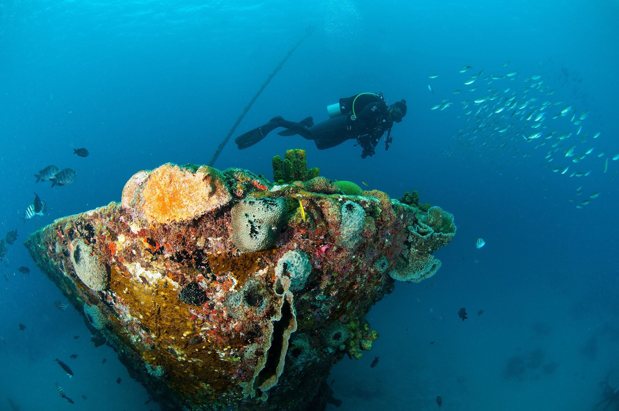 With clear, warm waters and wrecks aplenty, Barbados is a diver’s paradise