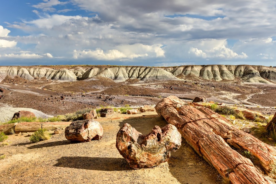 Crystal Forest - Petrified Forest National Park