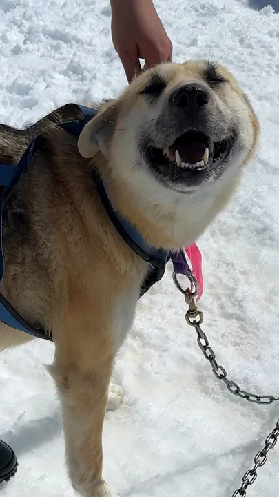 I went dog sledding in Alaska and it was INSANE #shorts #dogsled #alaska #cruise