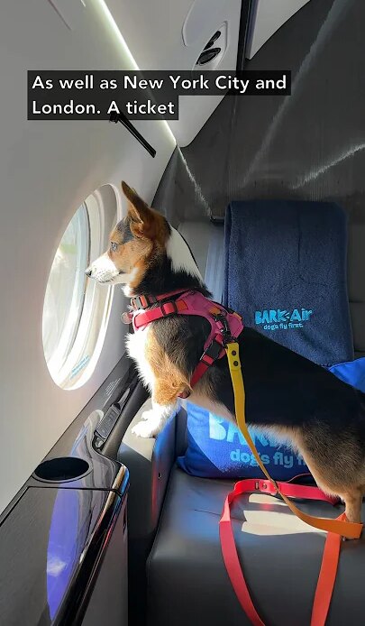 Luxury private jet for dogs starting a $6000... BarkAir #shorts #barkair #aviation