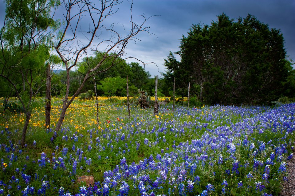 Spring in Texas Hill Country