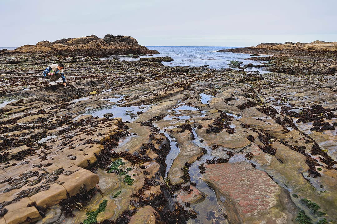 point lobos tide pools