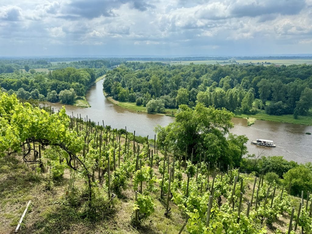 A river forking in two, with some grape vines growing in the foreground.