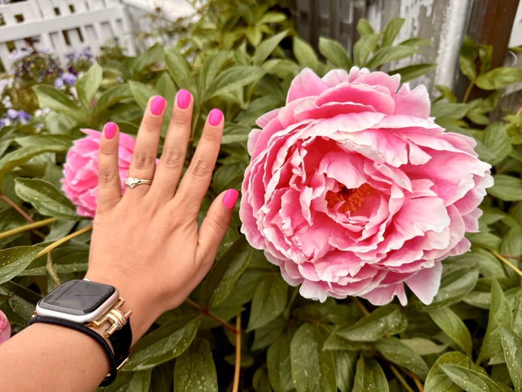 Kate's hand posed next to a giant pink peony flower -- the flower is bigger than her hand!