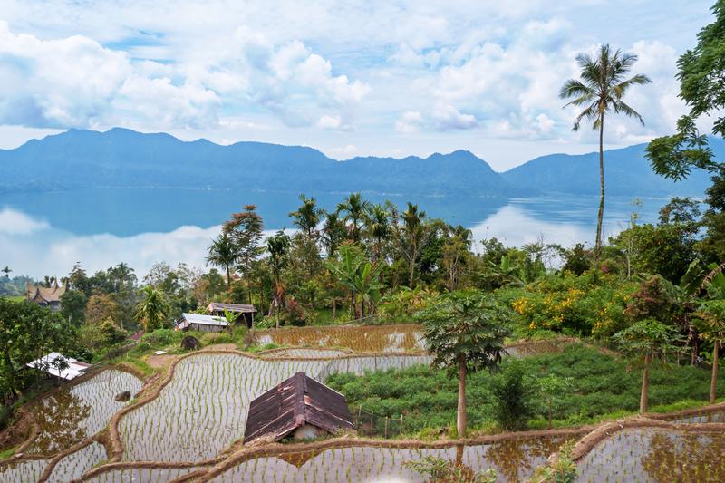 Terrace rice fields near Lake Maninjau. 