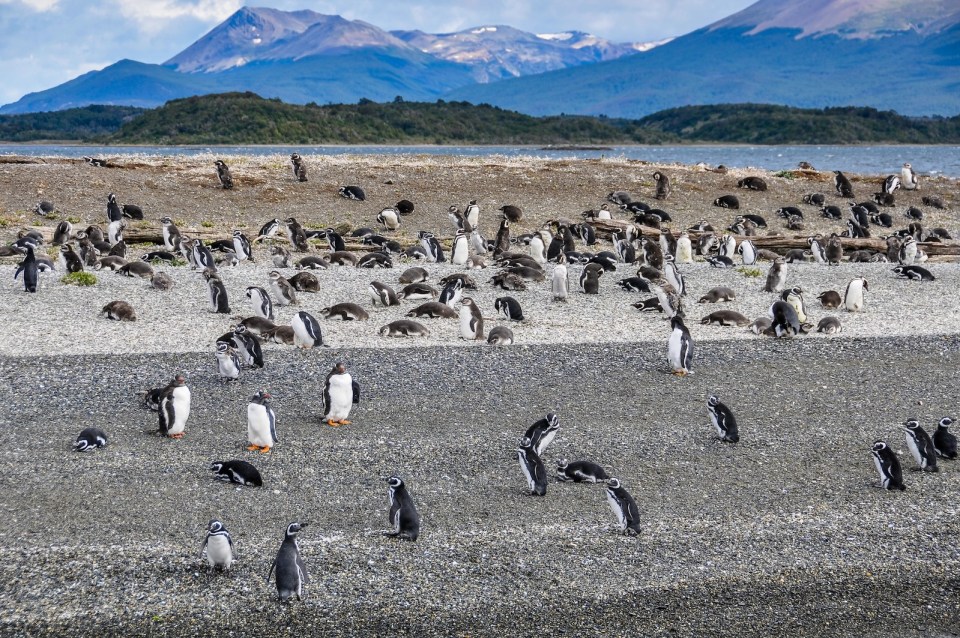 Beagle Channel, Ushuaia, Argentina