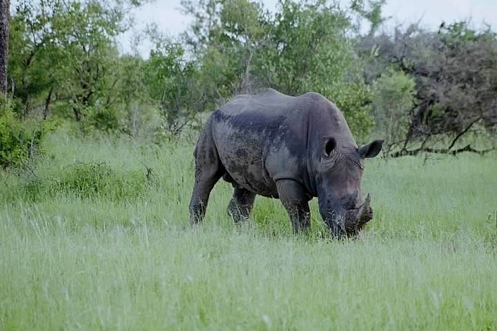 A rhinoceros standing in a field