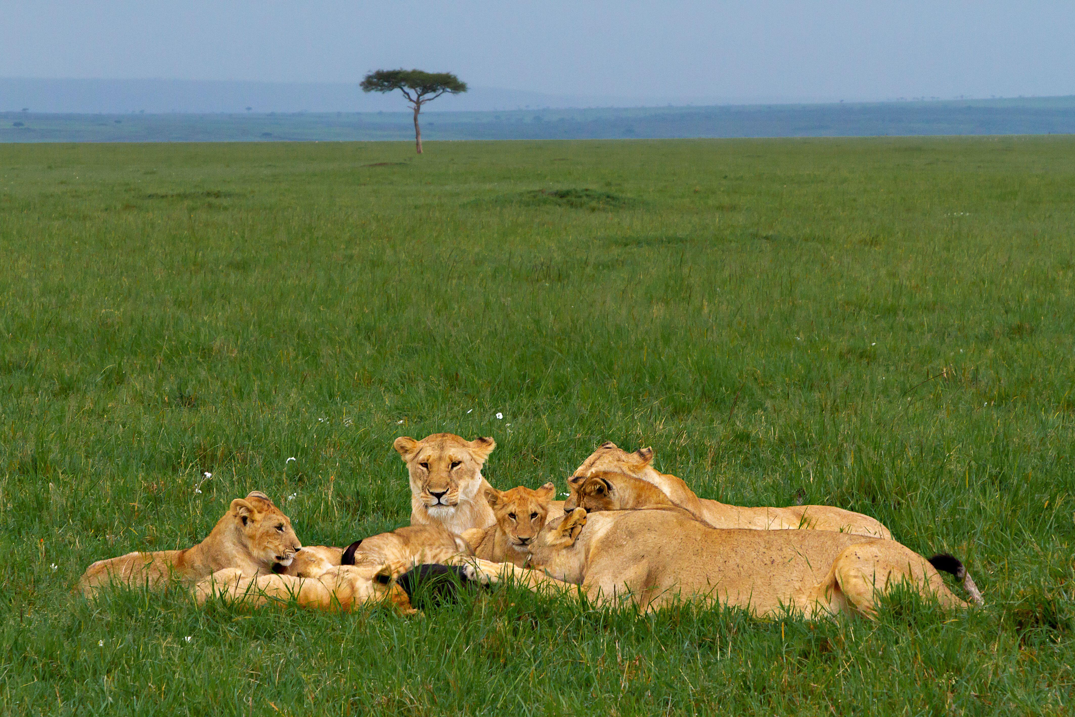 Lions enjoy a feast when the migration arrives