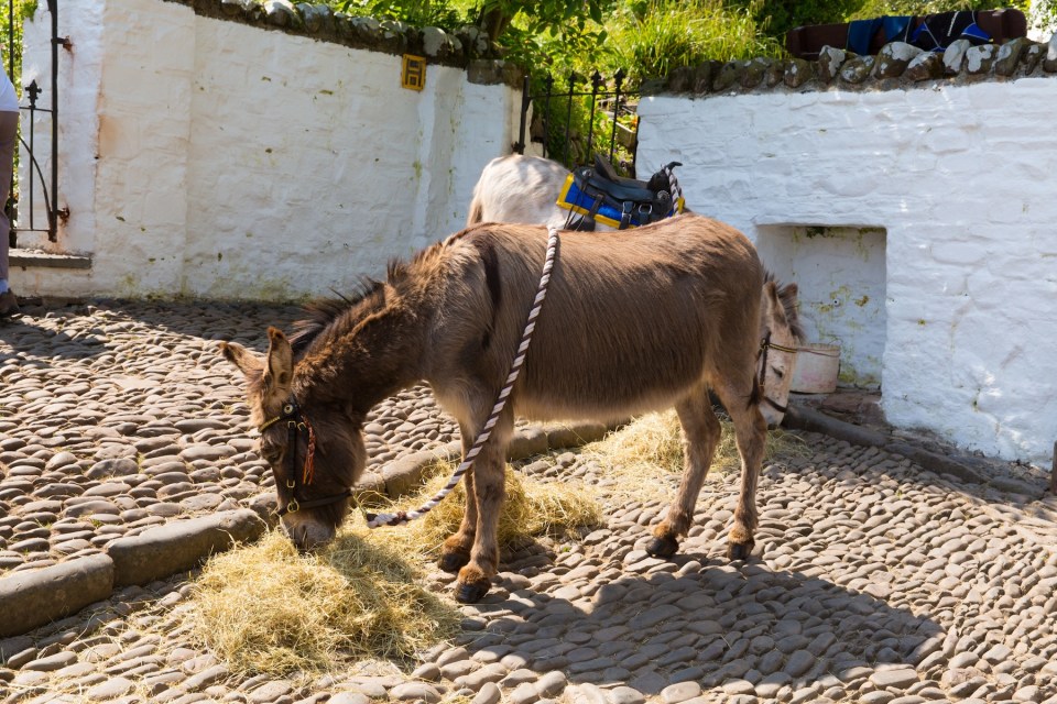 Donkey eating hay