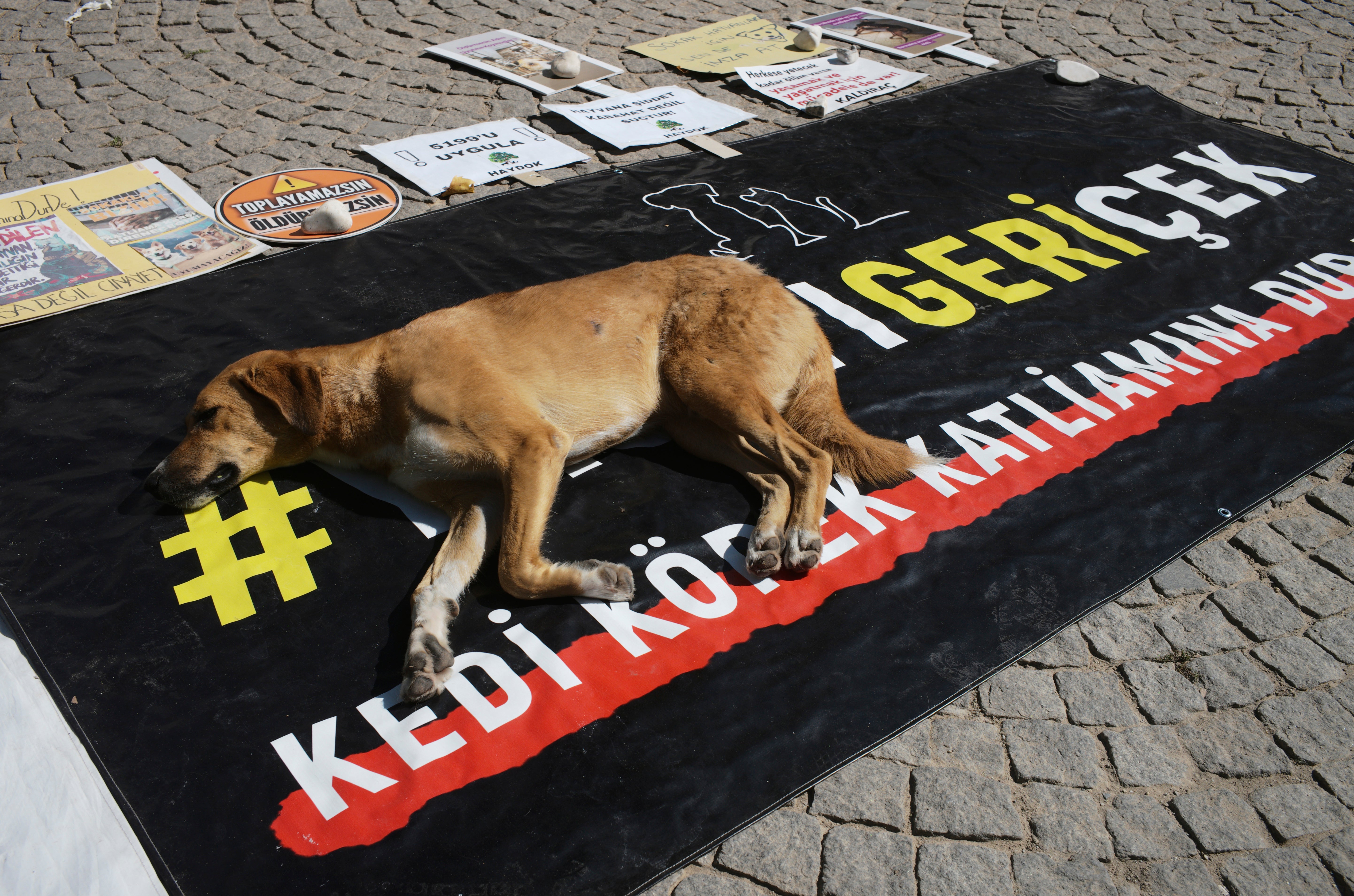 A stray dog rests on a banner that reads “#withdraw the legislation” during a protest by animal rights activists