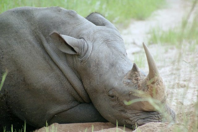 Rhinoceros in Kruger Park South Africa