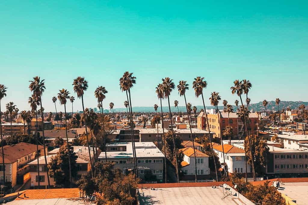 Los Angeles Palm Trees