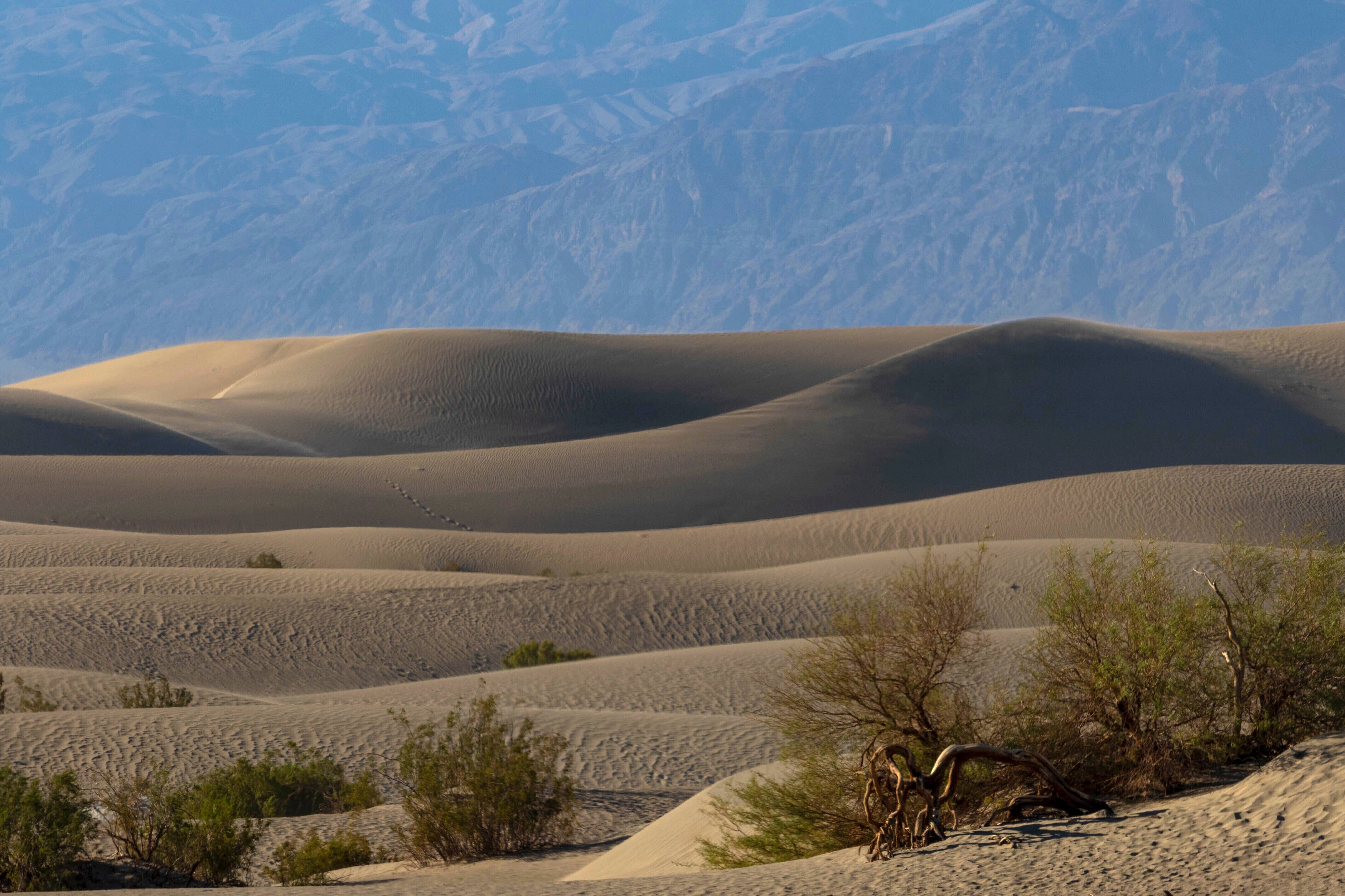 Desert brush grows on the Mesquite Flat Sand Dunes on Tuesday, July 11, 2023, in Death Valley National Park