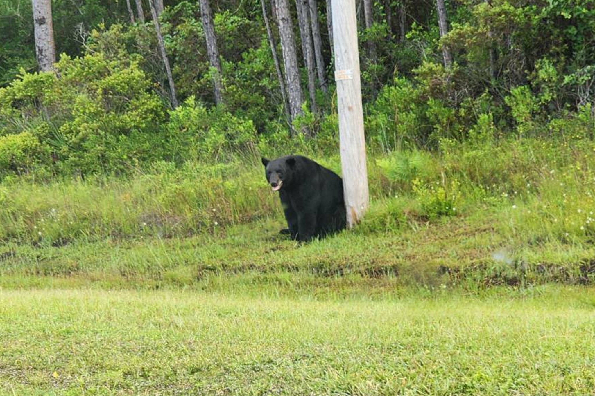 Photos show the black bear appearing to look dejected and sad