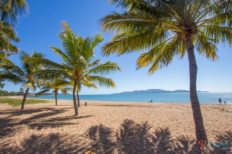 palm trees on beach with island in the background