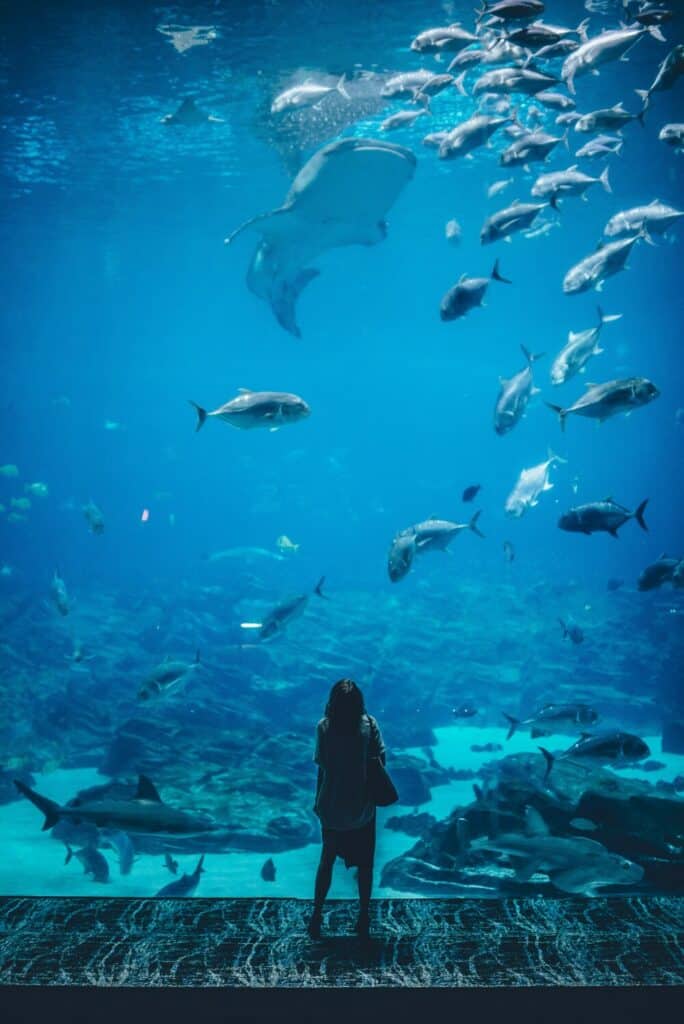 girl looking at fish in georgia aquarium