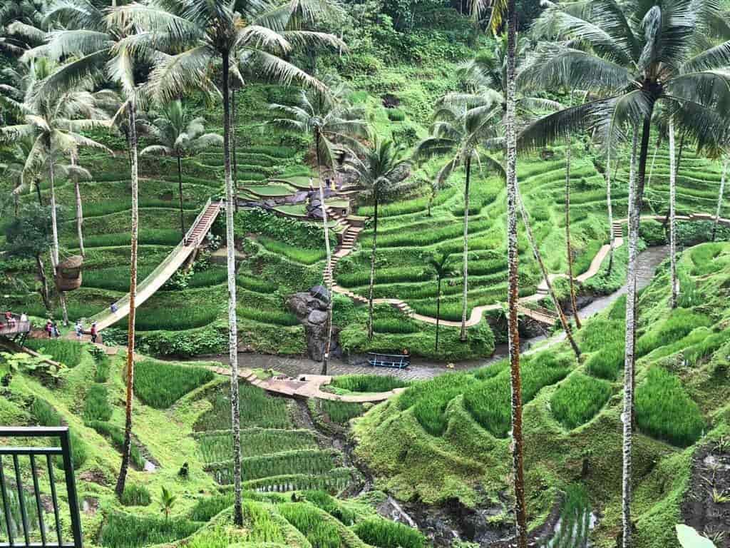 Tegalalang Rice Terrace, Best of Bali Tropical getaway