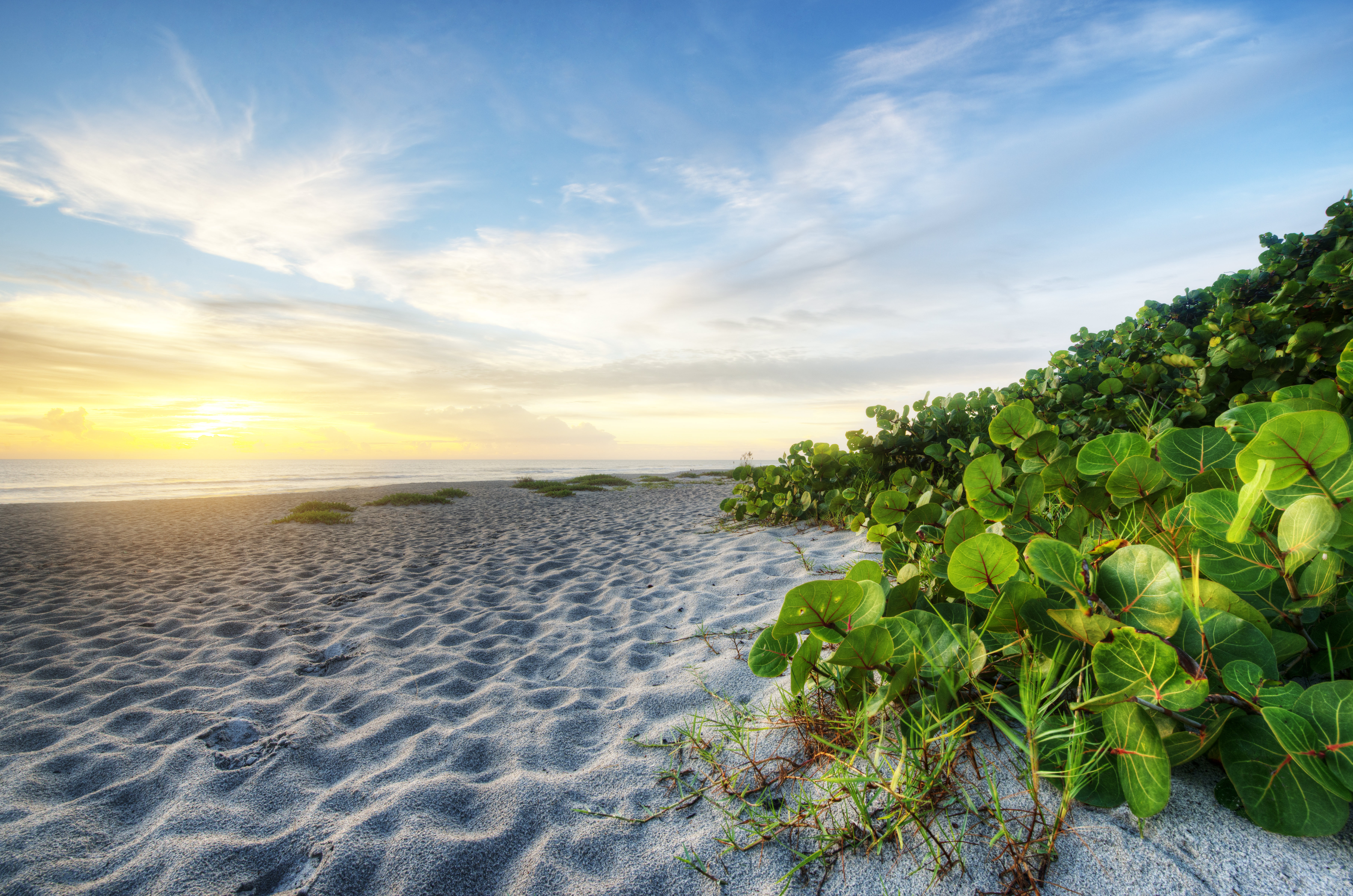 A white-sand beach with flora