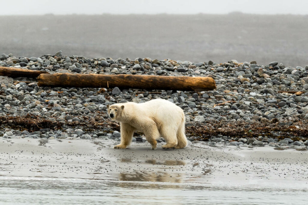 Svalbard travel guide