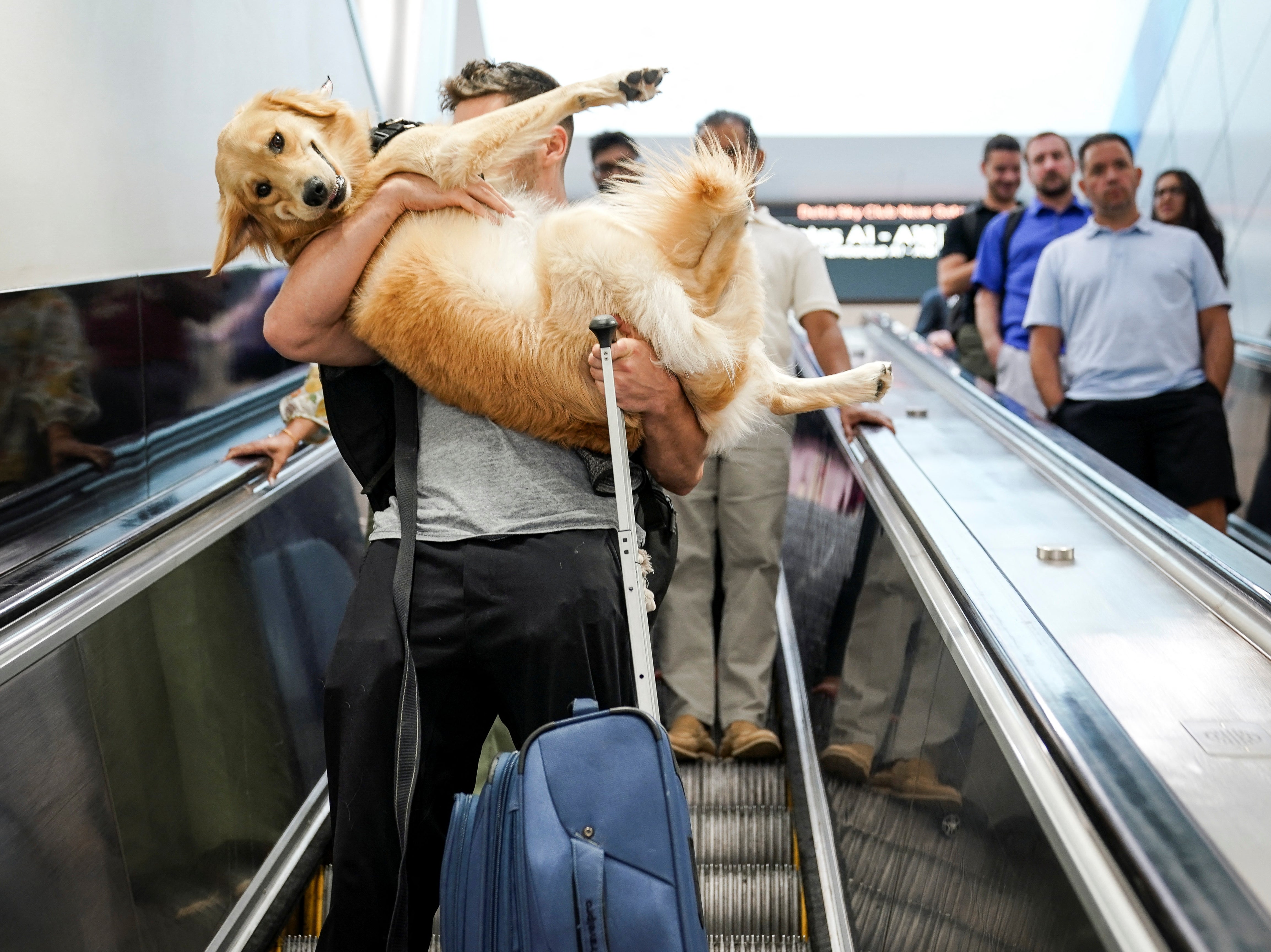 A dog is carried down an escalator at Hartsfield-Jackson Atlanta International Airport. Starting in August, travellers to the US will face additional restrictions if wanting to bring in furry friends from outside the country