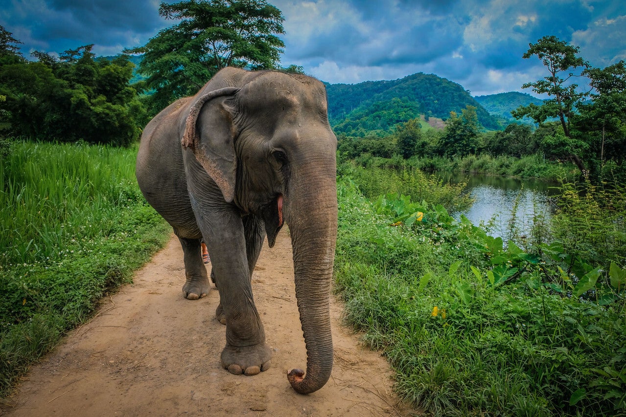 Visit an ethical elephant sanctuary that rescues and rehabilitates these majestic creatures