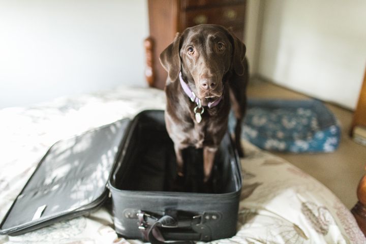 Just because you can travel with your pet, does that necessarily mean it’s a good idea?