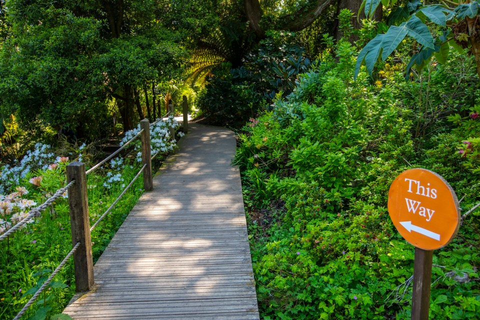 A walkway in the Jungle area of the Lost Gardens of Heligan in Cornwall, UK.