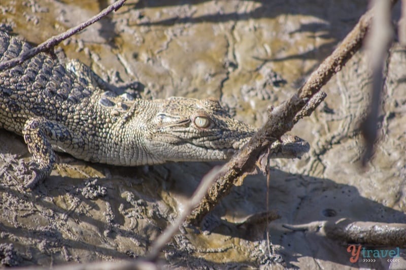 crocodile in the mud