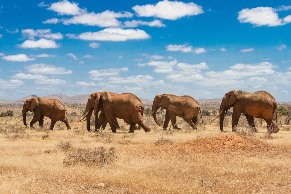 Tsavo national park, kenya