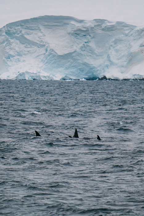 Crossing The Drake Passage To Antarctica - What Is It Really Like?