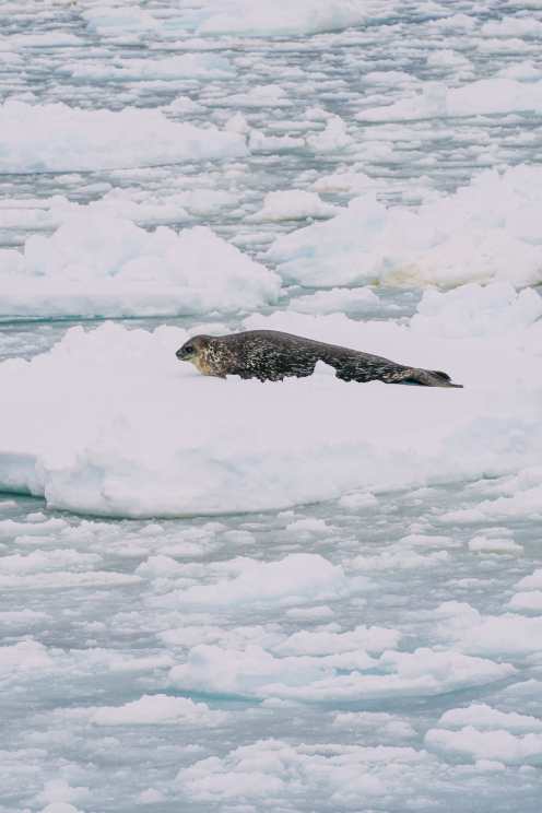 Arriving On Land In Antarctica