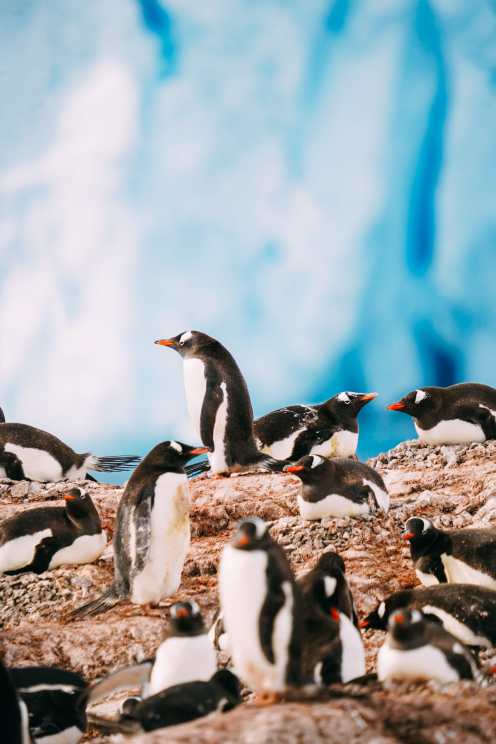 Arriving On Land In Antarctica