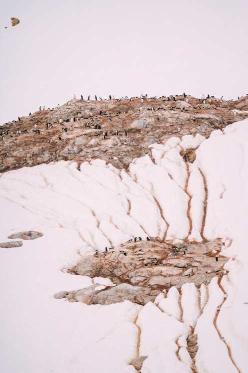 Arriving On Land In Antarctica