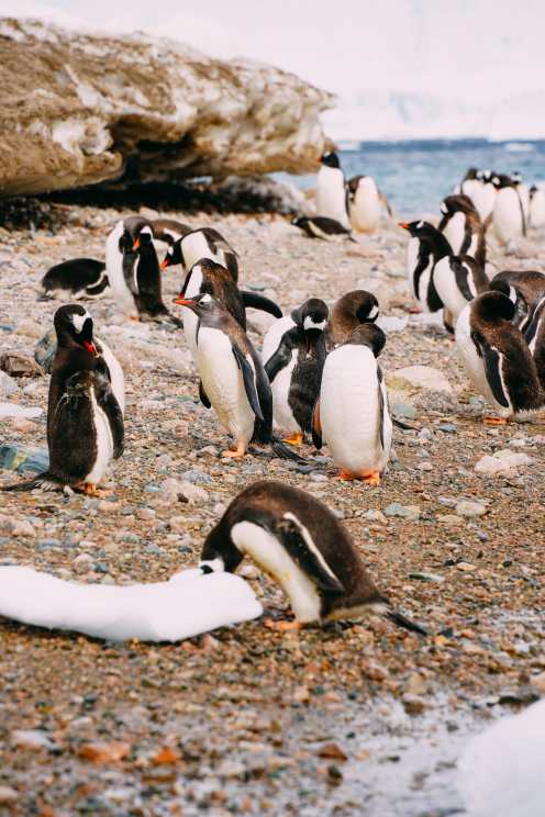 Arriving On Land In Antarctica