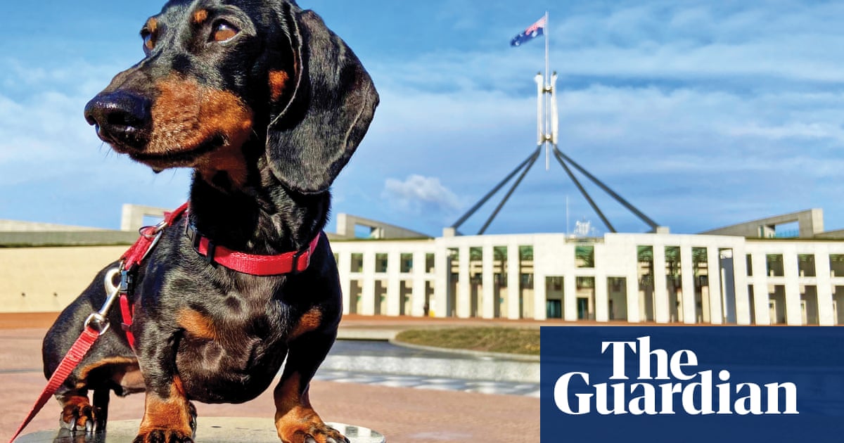 A ruff guide: how to travel around Australia with your dog | Travel