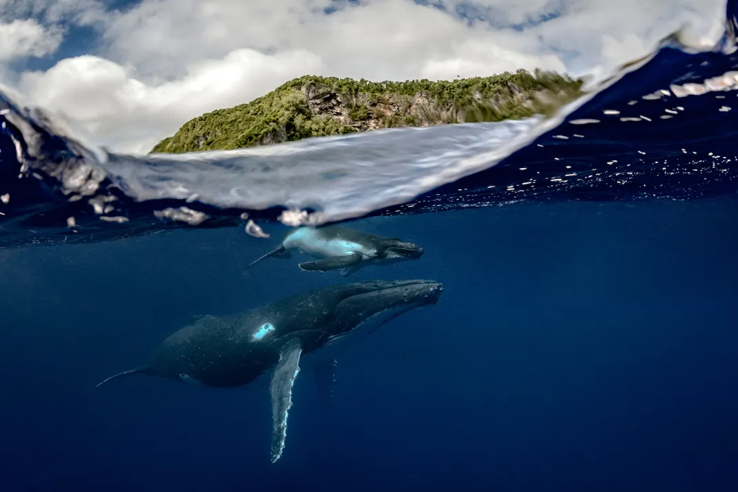 A humpback whale and its calf in the waters of Tonga