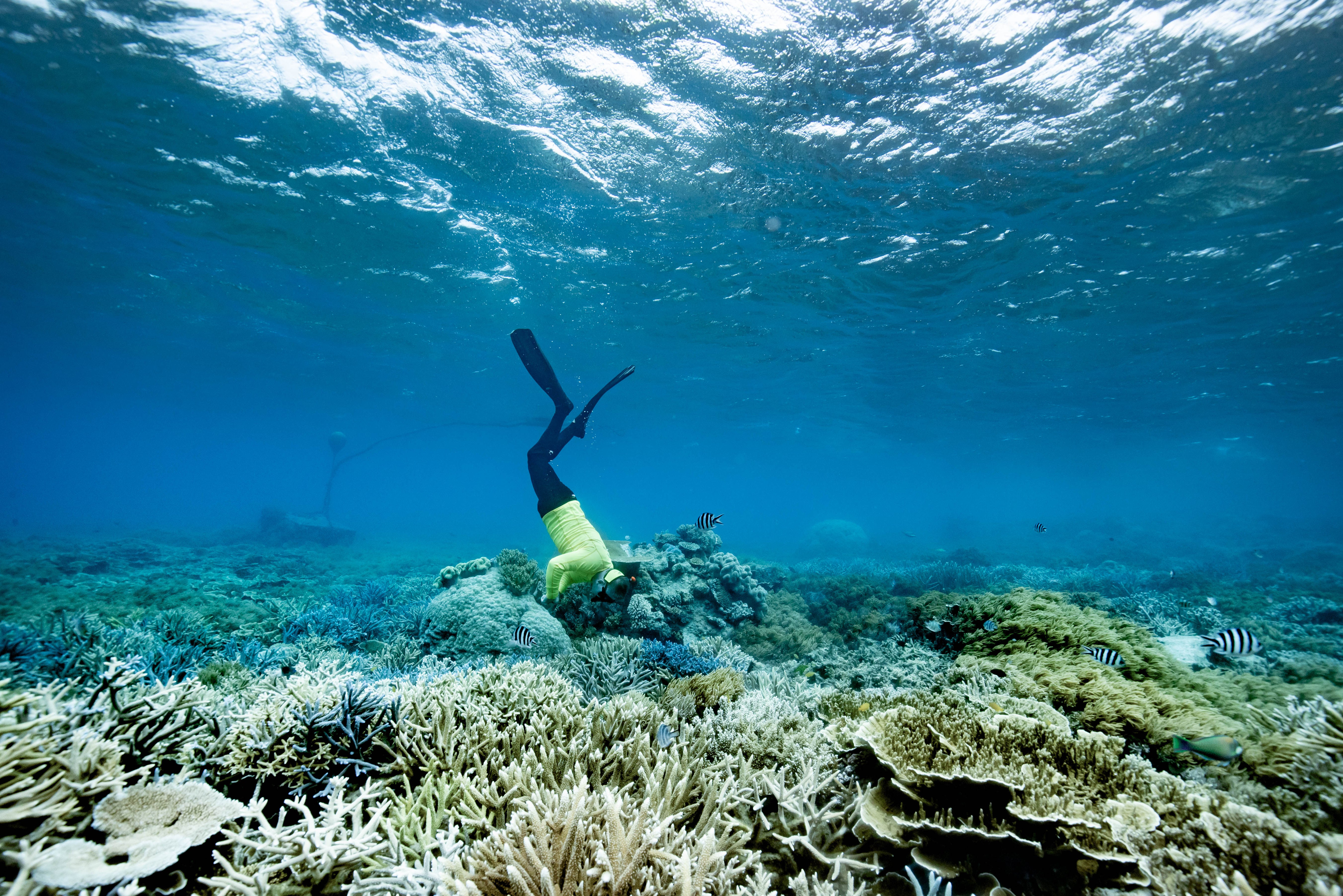 Marine biologist Dr Eric Fisher inspects a restoration site at Moore Reef on the Great Barrier Reef