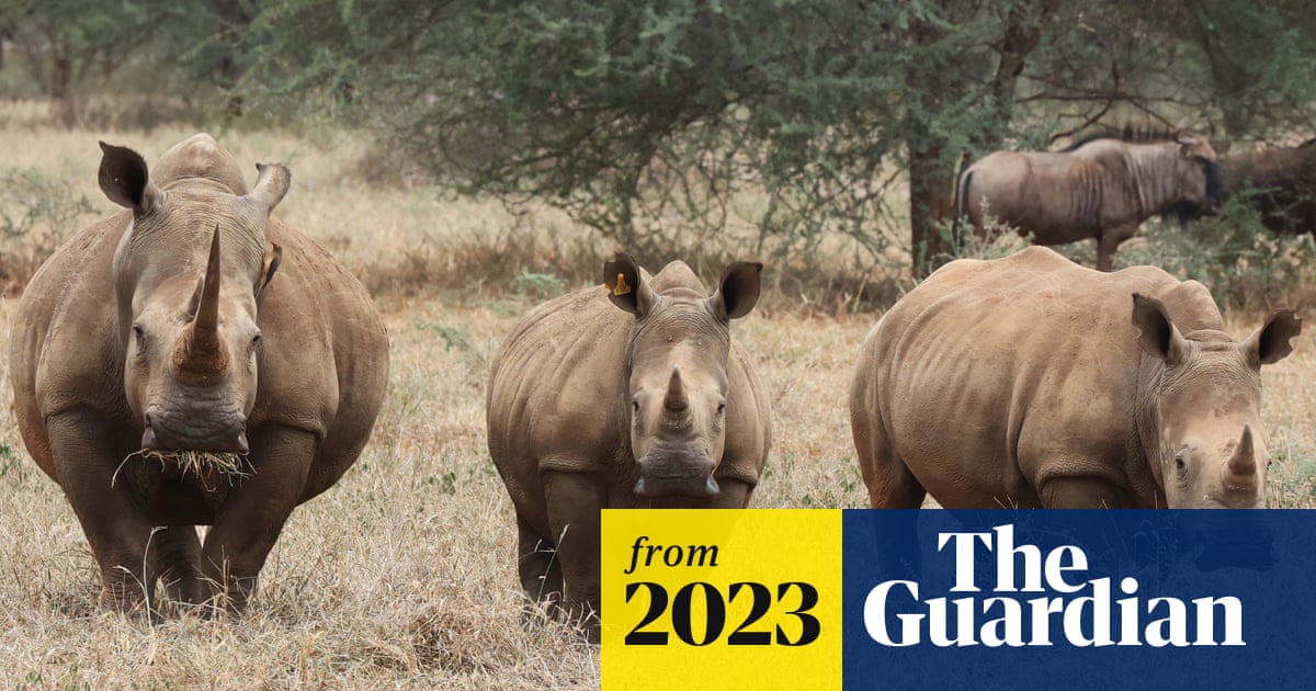 Rhinos return to Zimbabwe and a new kind of safari starts to take shape | Zimbabwe holidays