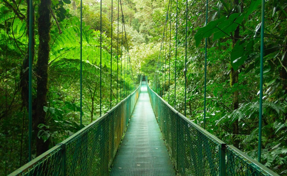 A breathtaking view of hanging bridge in Monteverde Cloud Forest, Costa Rica