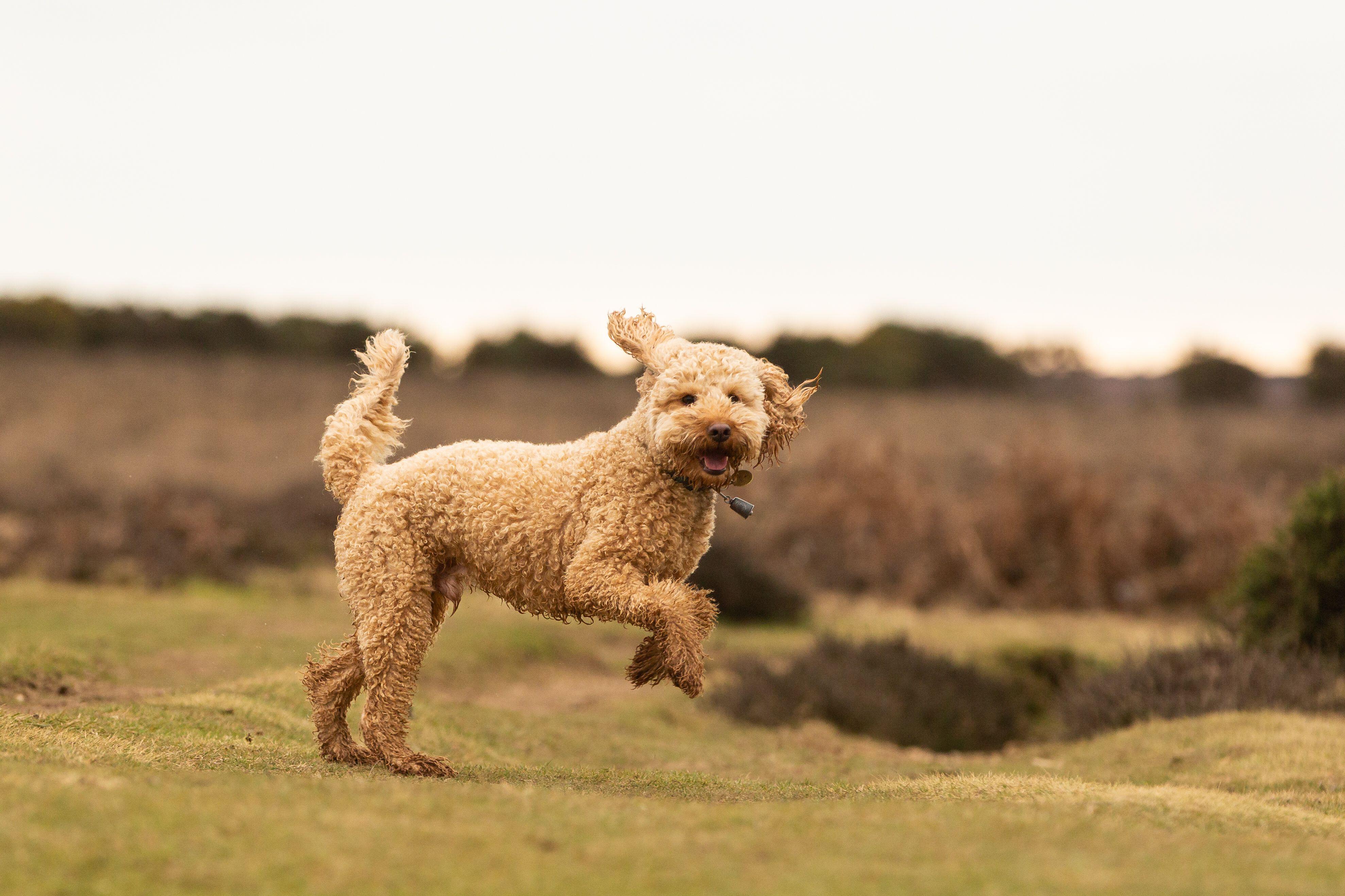 The great outdoors: Cockapoos in the New Forest