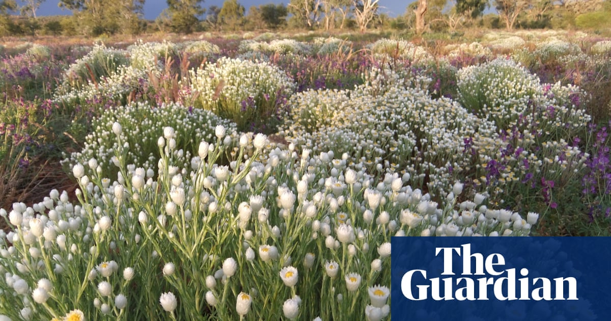 ‘For a short few weeks you realise the desert is truly alive’: Guardian Australia readers’ favourite wildflower spots | Australia holidays