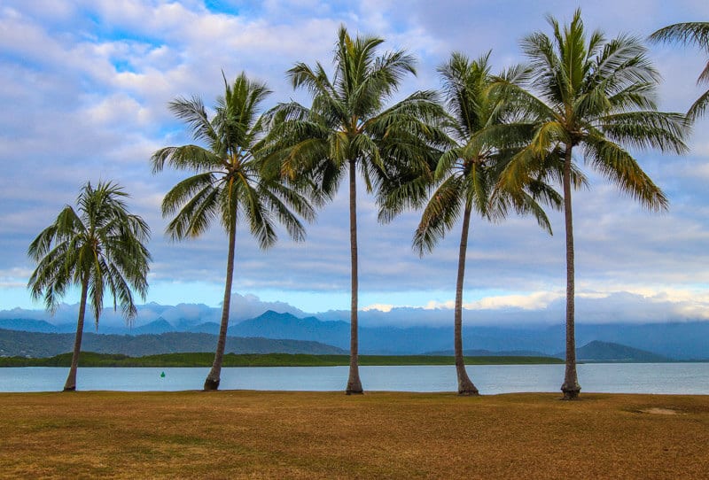 Palm trees at Rex Smeal Park